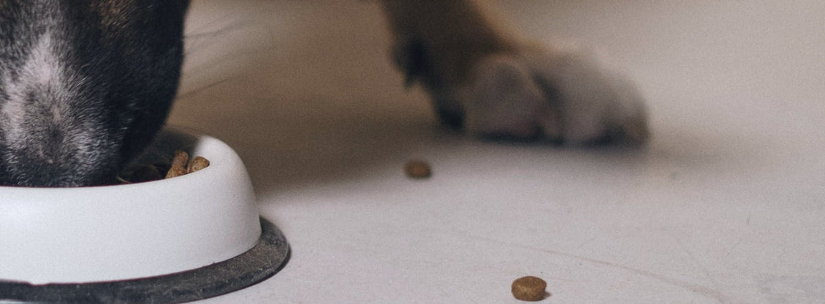 What Are "Fillers" in Pet Food?