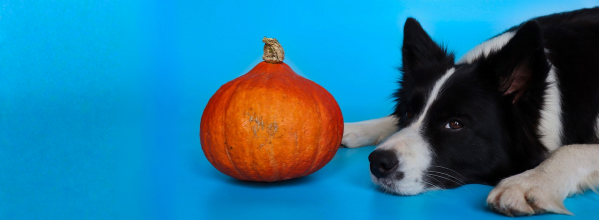 Pumpkin Peanut Butter Dog Treats - Made at Home